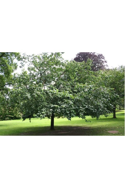 Елегантна шовковиця Чорна Баронесса для ландшафтного дизайну.